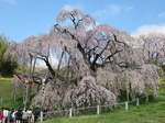 三春滝桜